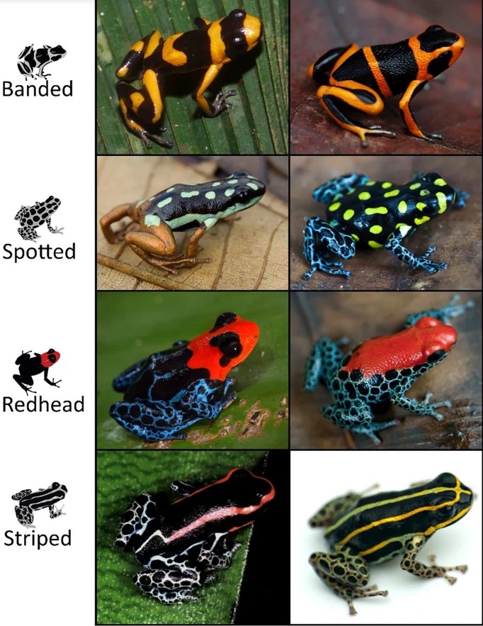 evoecology's tweet photo. Read latest #openaccess #EvolutionaryEcology ECR paper “Integrating ecological niche modeling and rates of evolution to model geographic regions of #mimetic color pattern selection” by @MorganRMuell @jason_l_brown 🦋https://t.co/2x3OGcnwmp🦋 #SNEVEC #SpringerNature https://t.co/bkefO8UFHe