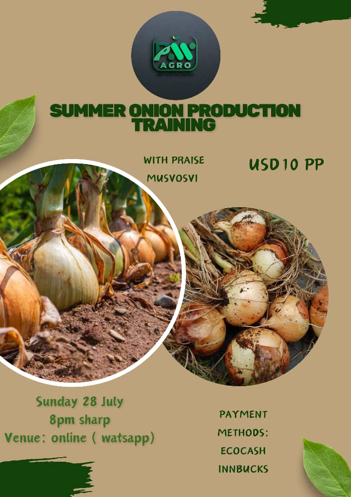 Who said we can't grow onions in summer? Well thanks to <a href="/Charterseeds/">Charterseedsofficial</a>  and <a href="/farmshopZW/">National Tested Seeds & FarmShop</a>  for making it possible. Don't just grow without knowledge,  knowledge is power. 

Kindly send a watsapp to +263784081480 to register for the training. 

Tell a friend to tell a friend