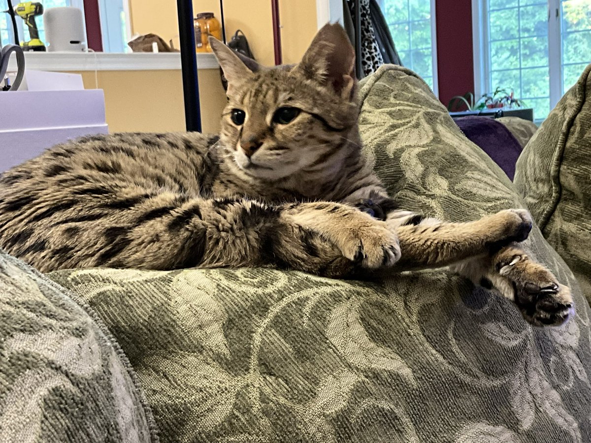 NatsRallyCats 🐝🐾⚾️🐾🐝 tweet media