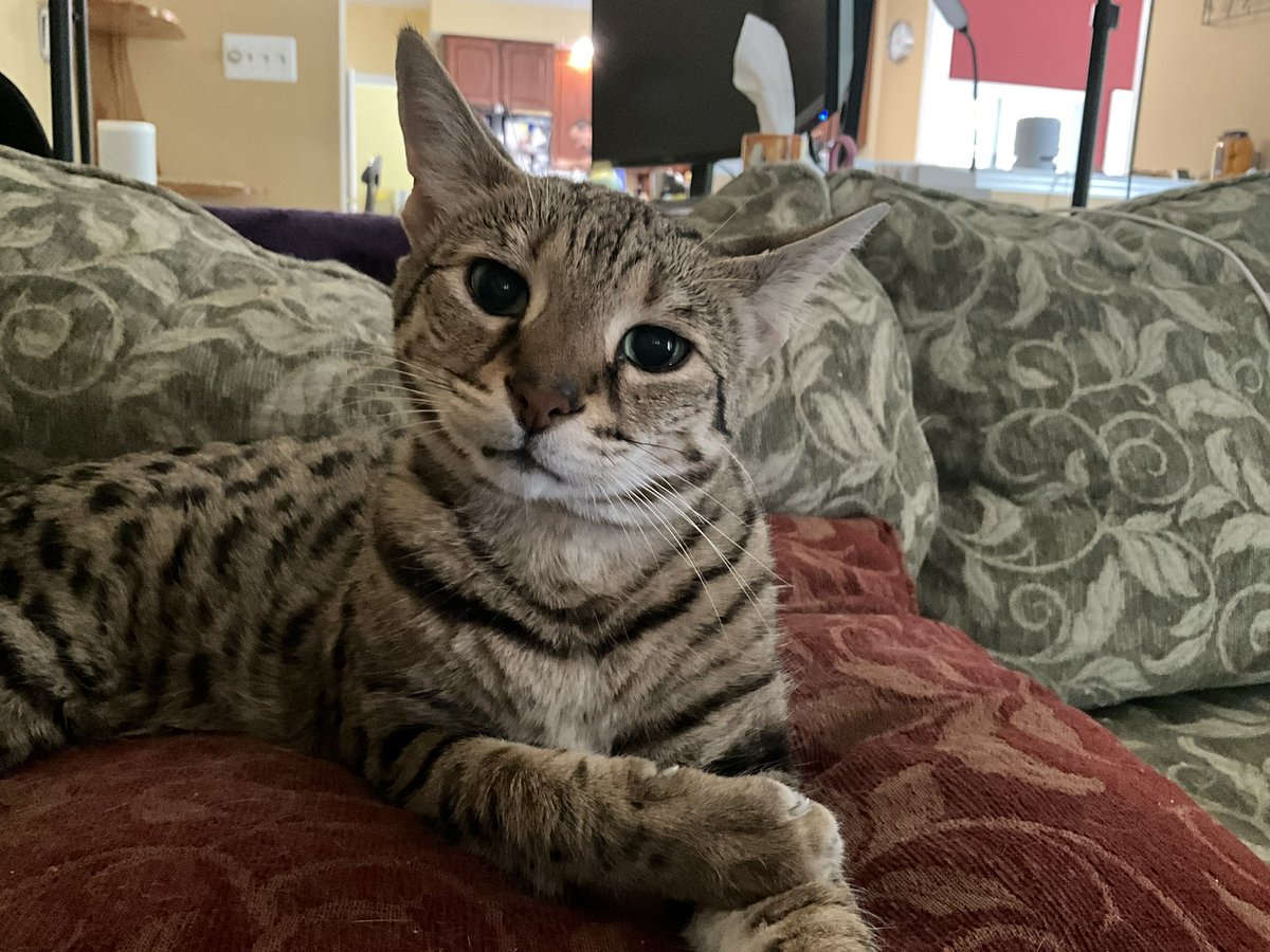 NatsRallyCats 🐝🐾⚾️🐾🐝 tweet media