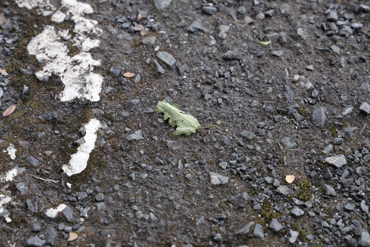 あ！アマガエル！って思って近付いて見たらただの落ち葉だった…
そっくり