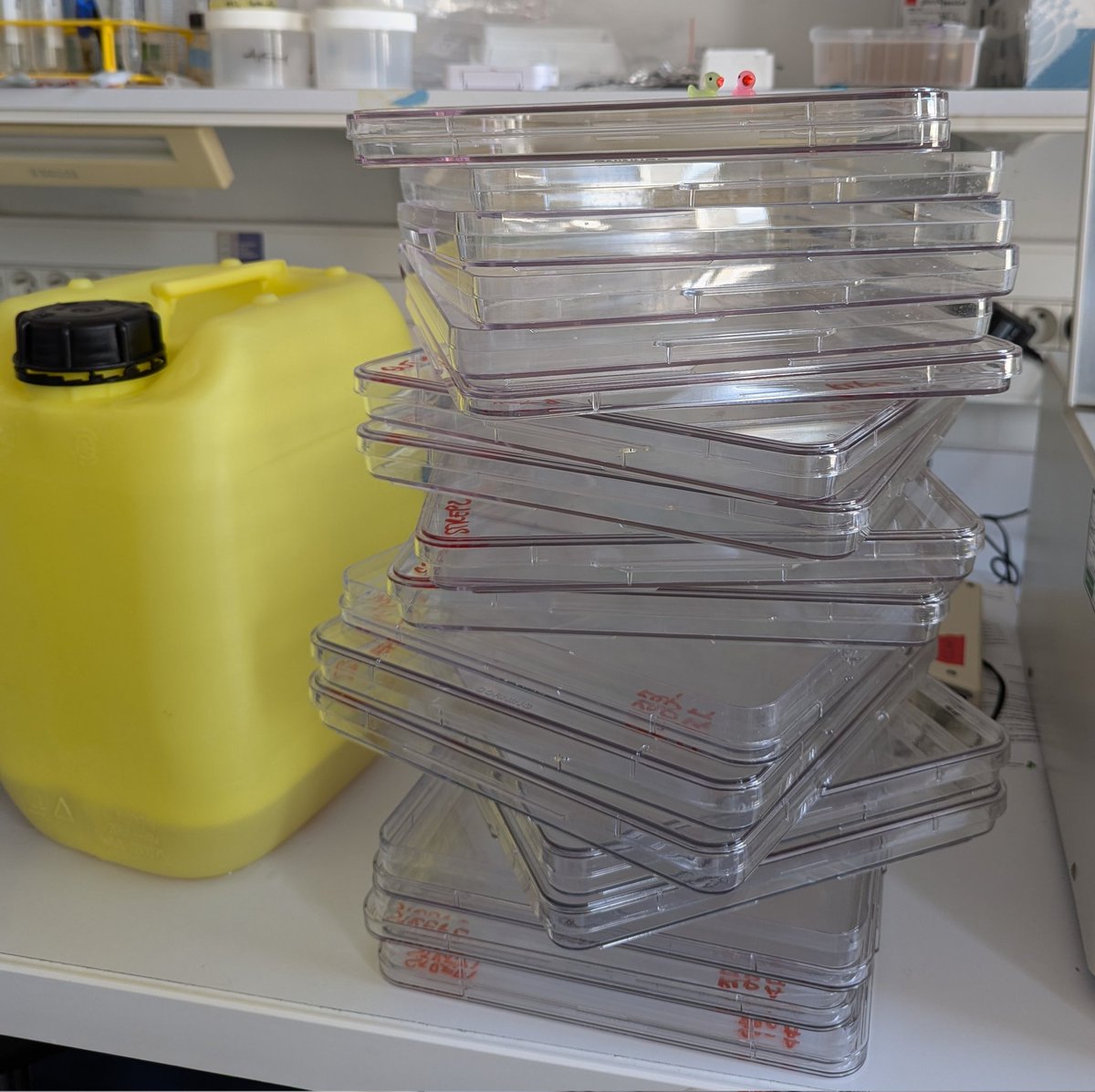 What's better than spending a whole Wednesday morning infecting cells with <a href="/Kamo_Valenzuela/">Camila Valenzuela</a> ? 
It cannot get more satisfying than seeing the little lab ducks swim over the tower of plates we had to use !🦆