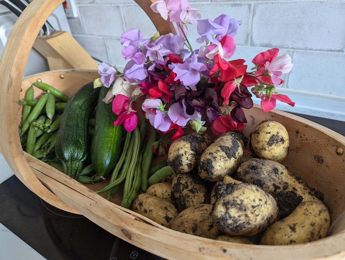 Ex Polytunnelhermit 🌿 tweet media