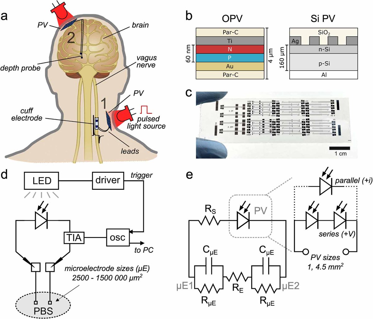 eglo_physchem's tweet photo. Our cookbook for making a light impulse-driven neurostimulation circuit: Coupling of photovoltaics with neurostimulation electrodes—optical to electrolytic transduction https://t.co/eYUYwvZBjs in @ioppbio importance of photovoltage limits, impedance, and other do's and don'ts https://t.co/AUXl5I8W5H