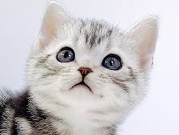 .　　|``--,...　　　　　``　＊ |
　　i ヽ　　　　　　　　　　　:;
　　\　彡　　　　 　　　　　　ミ
　　〉　　　　●　　.　　●　　　ミ
　　彡　 　 ``　　　人　　　　　ミ
　 彡:　　　　　 　　　　 　　　 　ミ
,︵I:　　　　　　　つ 소듕 ⌒