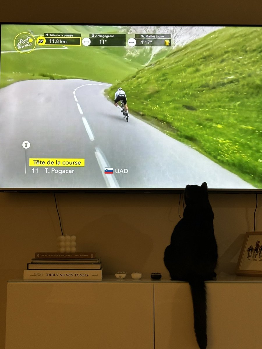 ROADSIDEcycling's tweet photo. Mr Earl loving the tour coverage on @SBSSportau 

#tourcats #couchpeloton https://t.co/wHVtWzB3TJ