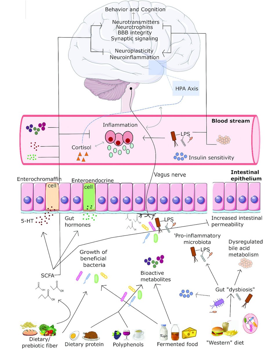 Diet modulates gut-brain communication.

🧵1/9