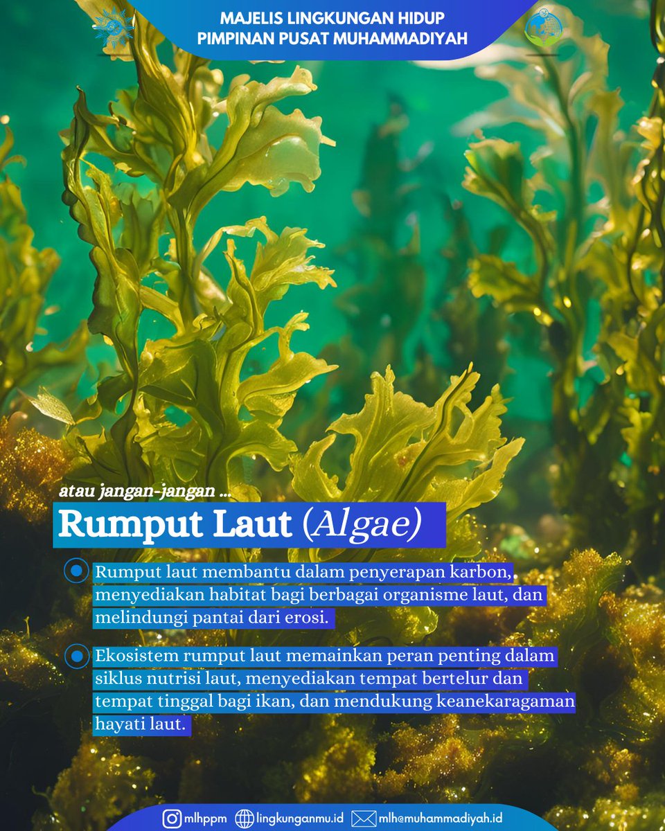 MLH PP Muhammadiyah tweet media