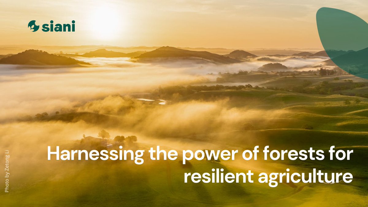 SIANIAgri's tweet photo. NEWS STORY ⎮
The relationship between forestry &amp; agriculture is vital for sustainability, calling for a paradigm shift. Heading to #COFO27, it's time for policymakers to realise the benefits &amp; review agricultural production to harness the power of forests
https://t.co/ytFdqjZVh6 https://t.co/QONcX2rwlW