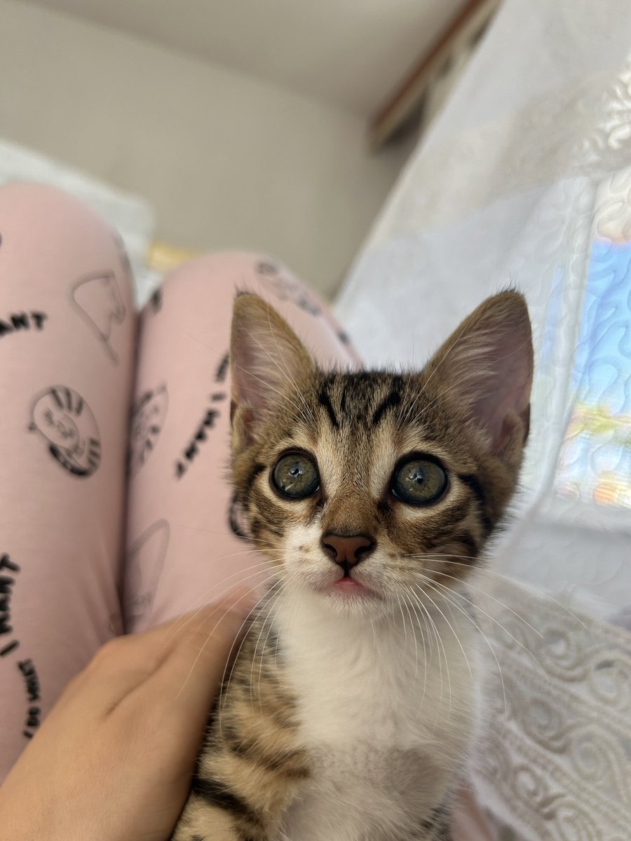 melikebsr's tweet photo. Konuşabilen bir kedi 🎀 https://t.co/9EDATKlEOg