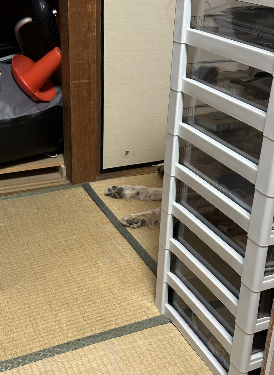 写真順
14:00→16:00→17:00→19:00🐾