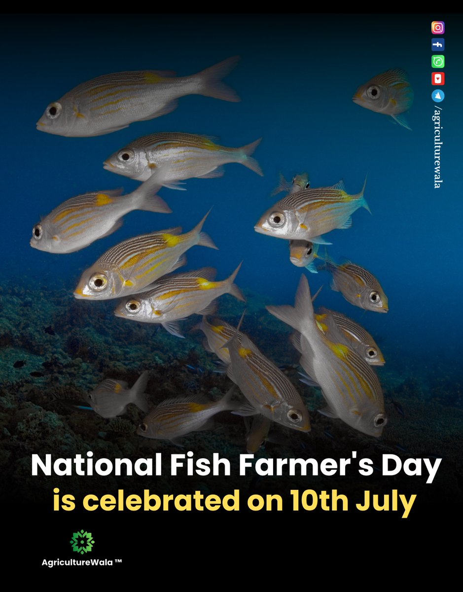 AgricultureWala's tweet photo. National Fish Farmer's Day is celebrated on 10th July.

[ Fish FarmerDay, AgricultureWala, Fish Farming ]

#agiculturewala #fishfarmerday #fish #indianfish #fishfarming https://t.co/fHwv7Y0atU