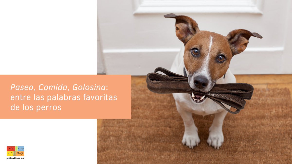 prosandimas's tweet photo. 🐩 Con una simple palabra puedes hacer feliz a tu peludo: "#paseo". Un estudio revela que es la favorita de nuestros amigos caninos, seguida de "#comida" y "#golosina".
Decidnos si hay alguna otra que le gusta a vuestro peludito. ¡Os leemos!
#SanDimas #SabiasQue #Curiosidades https://t.co/KPX0HfQkwb