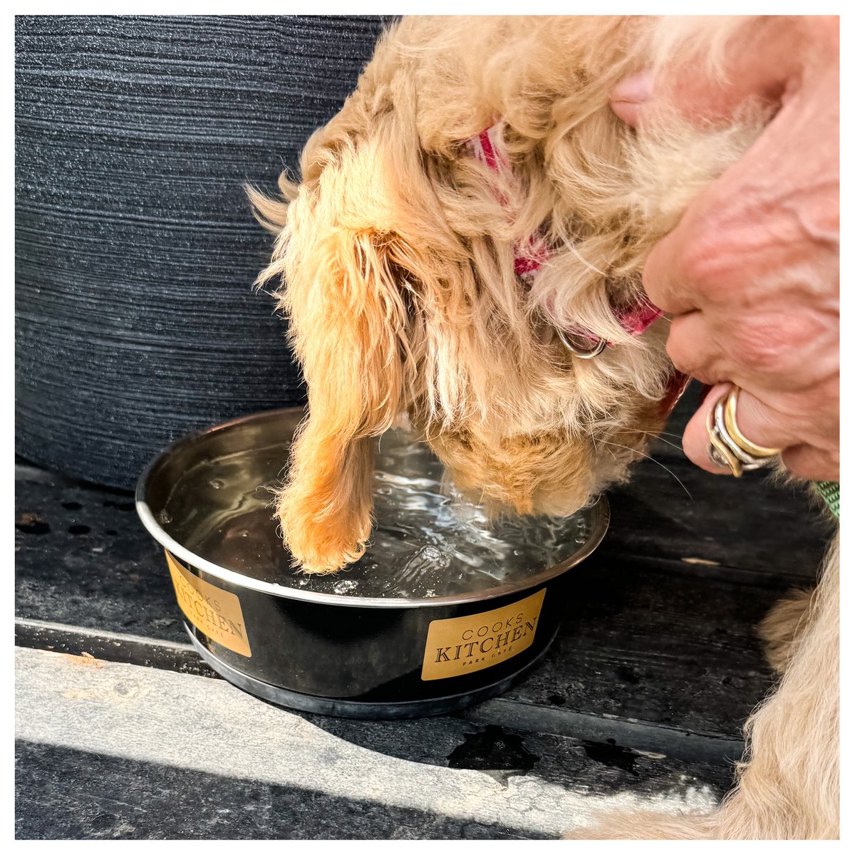 Cookskitchen23's tweet photo. Our canine customers are just as important to us so we provide several rehydration spots around the Café and also sell home-baked, delicious, doggy treats too . . . .

#bakedgoods #cakes #coffee #cooksandpartners #cookskitchenwimbledonpark #communitycafe #freshlybaked #icecream https://t.co/t7REQ0IhOW