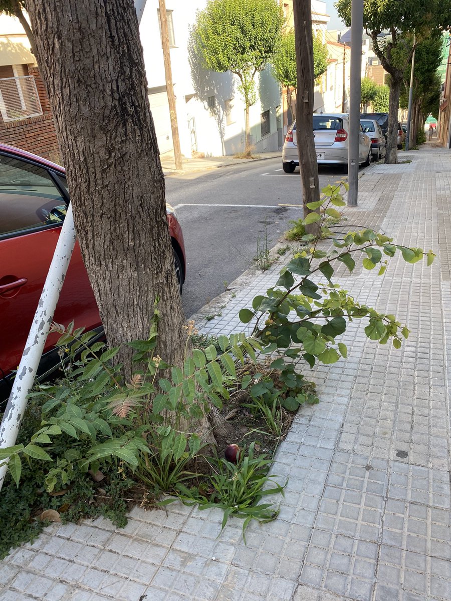 neusjordan's tweet photo. El carrer torras i bages, i en general el barri bonavista, estan així de descuidats. L’app cuidem molins serveix d’alguna cosa?? Fa més de dos anys que vaig posar la primera incidència. Fins quan?? @AjMolinsdeRei @xavipaz https://t.co/grx0Tm5P3P