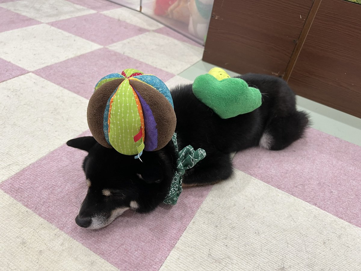 Aya_48chan's tweet photo. 今日もレゴがレゴでした(？)
オモチャで遊べたことなかったから
エビフライで遊べて嬉しかったなぁ！🥰
何しても怒らないレゴちゃんかわいいw
あっという間の2時間半！
また会いに行くねー！💜💜💜
 #小豆柴の郷上野店 https://t.co/rSHqfadnlu