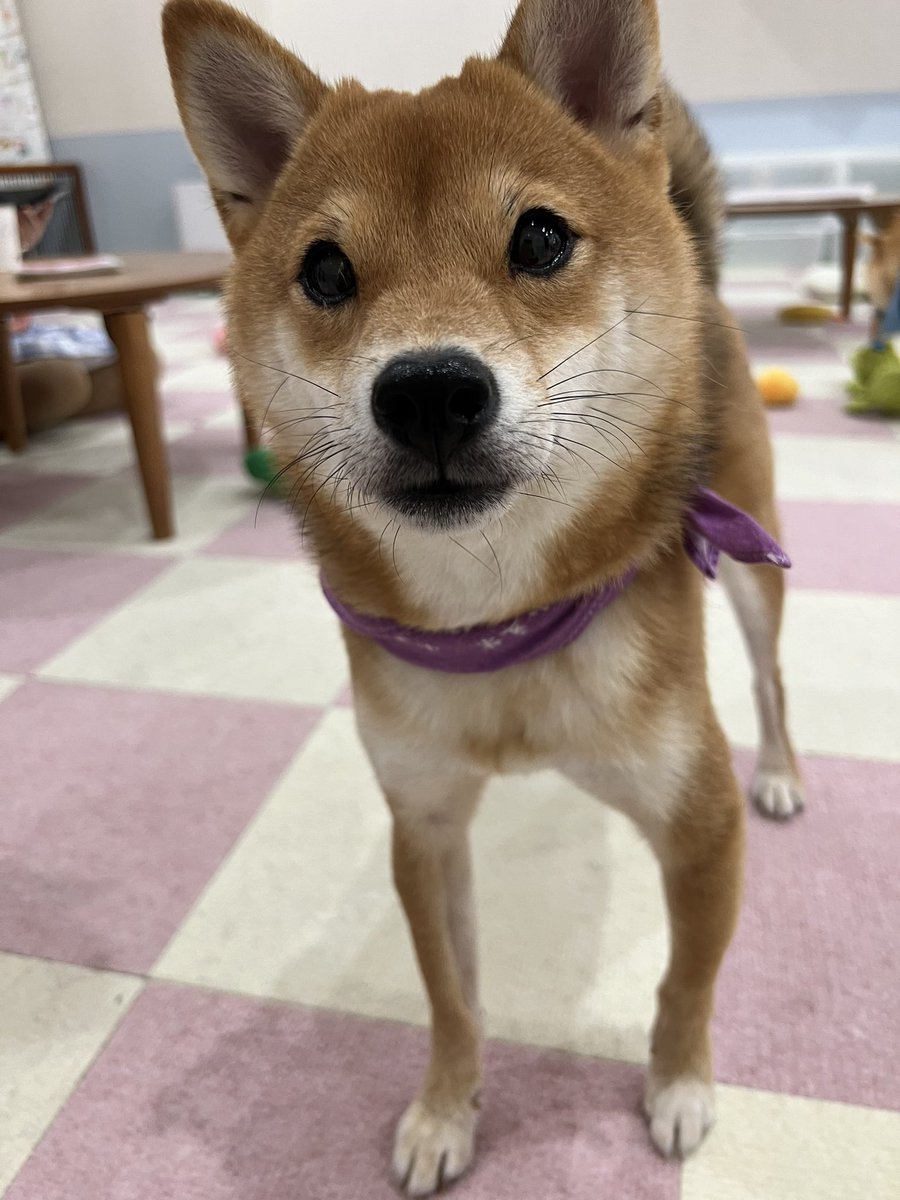 Aya_48chan's tweet photo. みんな本当にかわいい🥰
 #小豆柴の郷上野店 https://t.co/JWseUBMAvV