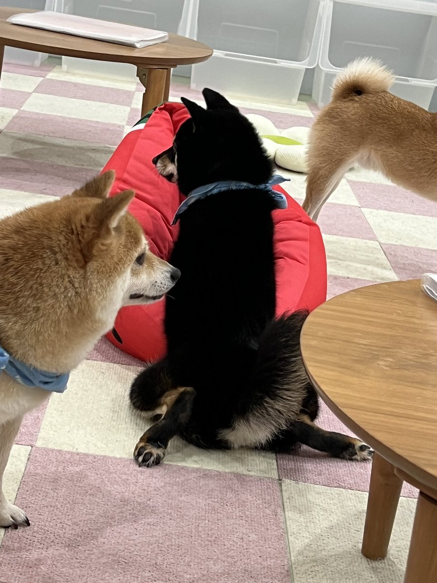 Aya_48chan's tweet photo. みんな本当にかわいい🥰
 #小豆柴の郷上野店 https://t.co/JWseUBMAvV