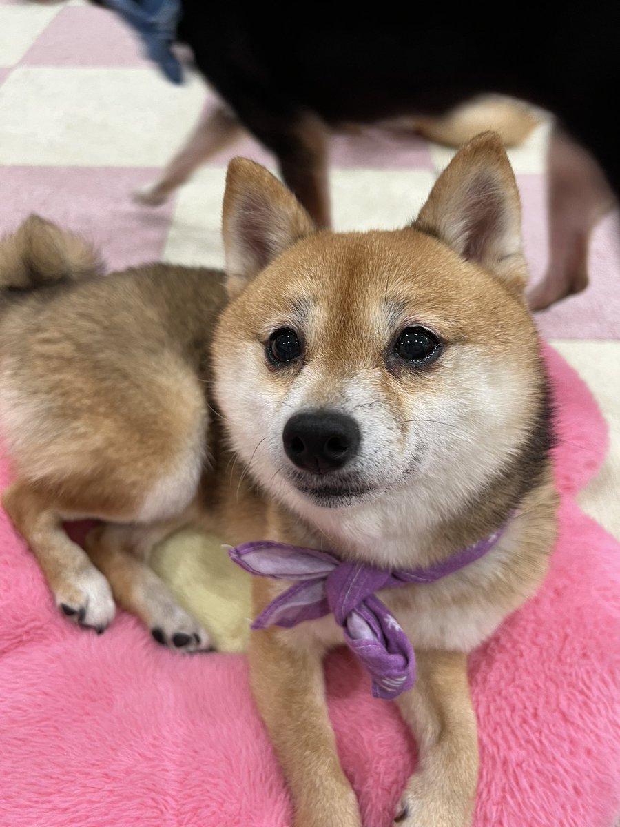 Aya_48chan's tweet photo. みんな本当にかわいい🥰
 #小豆柴の郷上野店 https://t.co/JWseUBMAvV
