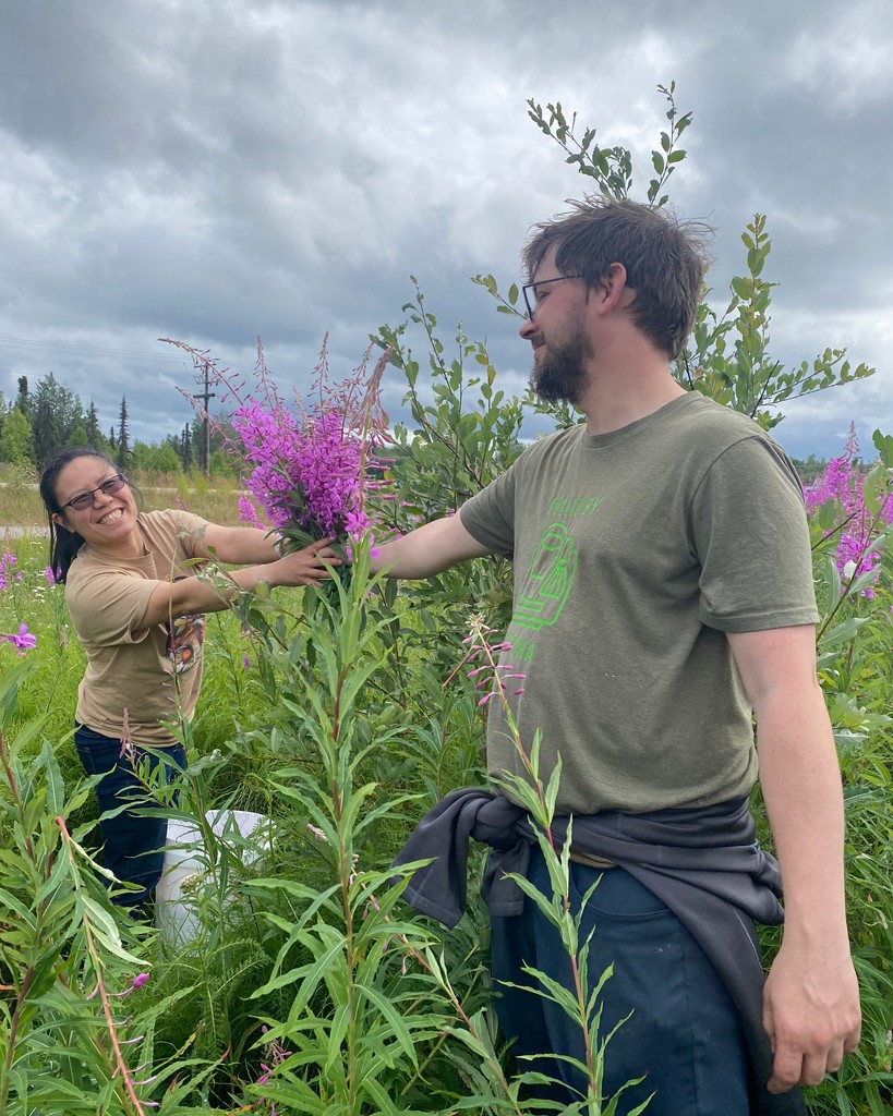 sippingstreams's tweet image. 🌸 True love means picking fireweed, even if you're allergic! 🌸

Join our foraging team and enjoy the beautiful weather while it lasts. Call 907-457-1660 to start picking fireweed with us! #ForagingFun #NatureLovers #AlaskaLife