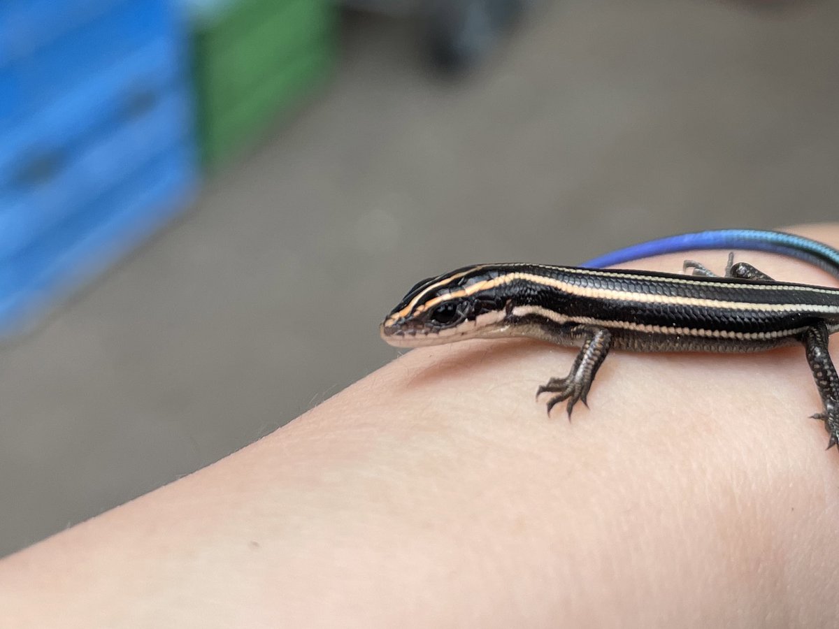 園内でニホントカゲベビーを見かけるようになりました！ 小さな体に