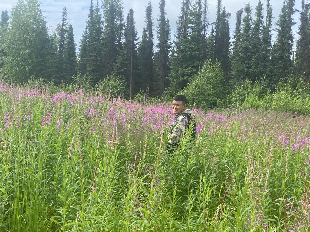 sippingstreams's tweet image. 🌸 True love means picking fireweed, even if you're allergic! 🌸

Join our foraging team and enjoy the beautiful weather while it lasts. Call 907-457-1660 to start picking fireweed with us! #ForagingFun #NatureLovers #AlaskaLife