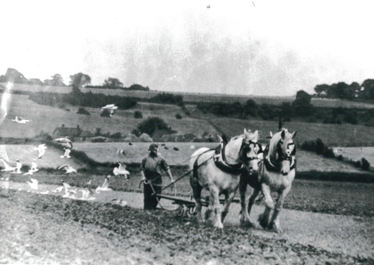 In the early 20th Century, engine-powered change came to the countryside and transformed farming.  What was it like to live through this change?  Find out more here: orlo.uk/4cgWD

#OralHistory #farming #EYASustainability <a href="/explorearchives/">Explore Your Archive</a>