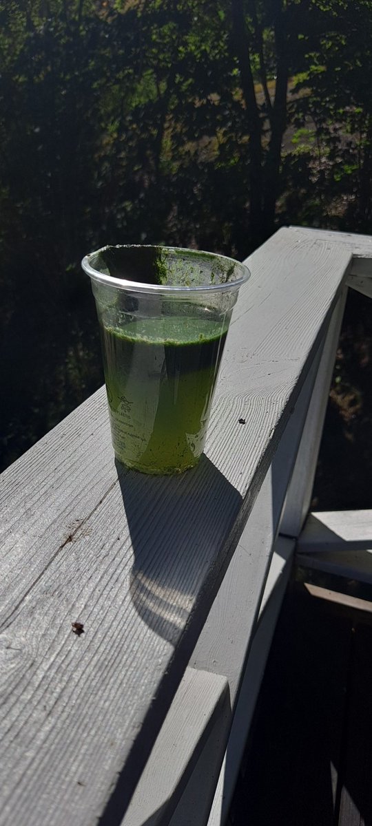 ralfsjo's tweet photo. Ihana, raikas vihersmoothie suoraan Suomen puhtaista vesistä. https://t.co/jjLg2sD172