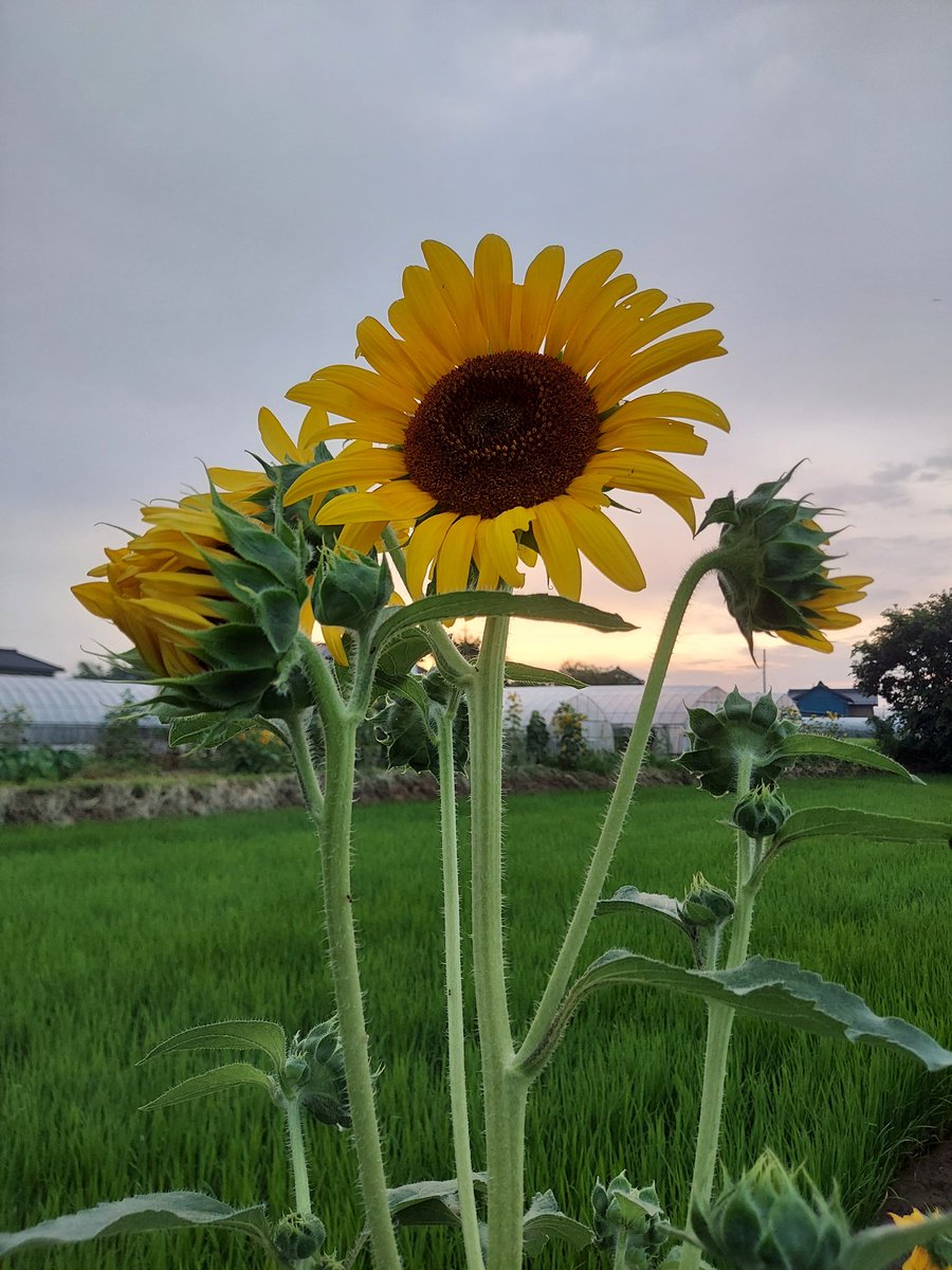 Hanacha86722828's tweet photo. 朝ランのち出勤。ポツポツ雨。今日もガンバローって思えていたのに町田直希さん騎手変更。昨日に引き続きテンション下がってしまいました。明日は元気に町田さん 出走してくださいね。
私は明日からまた出張だ。明日も走ろうっと。
#町田直希 https://t.co/IzmipAzoIP