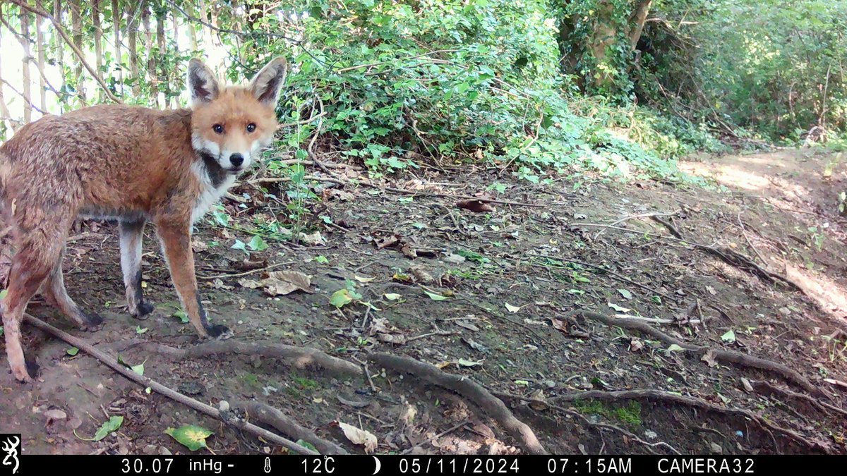 Campus camera traps captured images of some of the more elusive university residents. 🦊🦡 #FoxOfTheDay 

What incredible wildlife we share our space with.

Find out more about how we have been recognised for work on the environment and sustainability. 👉bit.ly/4cUX6W9