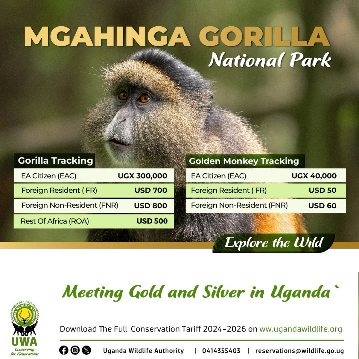 ugwildlife's tweet photo. Have you always wondered why we call Mgahinga Gorilla National Park a place “where Gold meets Silver”?

Come #ExploreUganda’s smallest National Park and get to see both the magnificent Silverbacks and the beautiful Golden Monkeys.

#VisitUganda 🔗 https://t.co/dfLqMwWoBr https://t.co/IhPUtXv0El