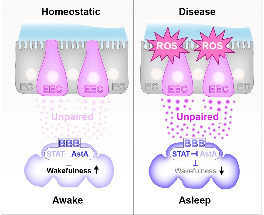 RewitzLab (@labrewitz) on Twitter photo We are excited to share our recent work on gut-to-glia communication linking intestinal inflammation with sleep in #Drosophila! Many thanks to <a href="/HalbergLab/">HalbergLab</a> and Andersen and <a href="/Colombani_lab/">J. Colombani & D.S. Andersen lab</a>!
<a href="/lundbeckfonden/">Lundbeckfonden</a> <a href="/novonordiskfond/">Novo Nordisk Foundation</a> <a href="/Carlsbergfondet/">Carlsbergfondet</a> <a href="/UCPH_Research/">University of Copenhagen Research</a>
biorxiv.org/content/10.110… We are excited to share our recent work on gut-to-glia communication linking intestinal inflammation with sleep in #Drosophila! Many thanks to <a href="/HalbergLab/">HalbergLab</a> and Andersen and <a href="/Colombani_lab/">J. Colombani & D.S. Andersen lab</a>!
<a href="/lundbeckfonden/">Lundbeckfonden</a> <a href="/novonordiskfond/">Novo Nordisk Foundation</a> <a href="/Carlsbergfondet/">Carlsbergfondet</a> <a href="/UCPH_Research/">University of Copenhagen Research</a>
biorxiv.org/content/10.110…
