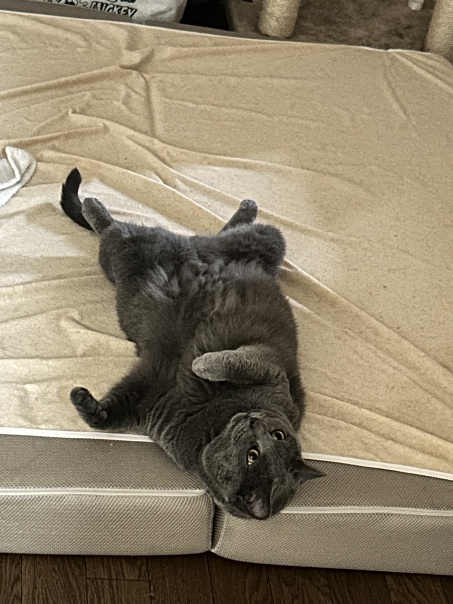 sebasu_g's tweet photo. 暑さでトロけるセバス…年がら年中なんだけどね🤣
#猫 #猫と夏 #シャルトリュー https://t.co/dc7Ygo1UGO