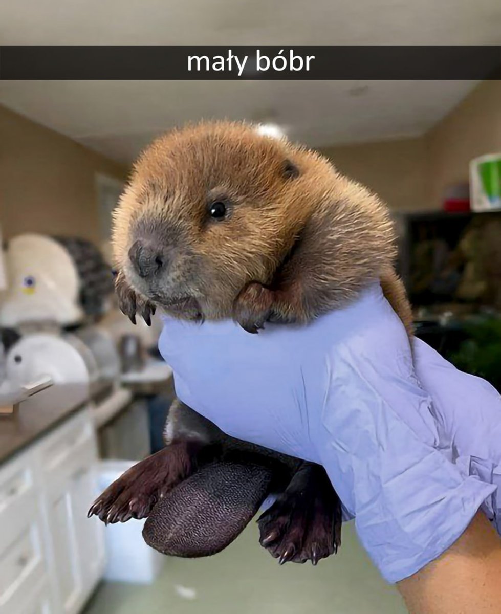 Распространите