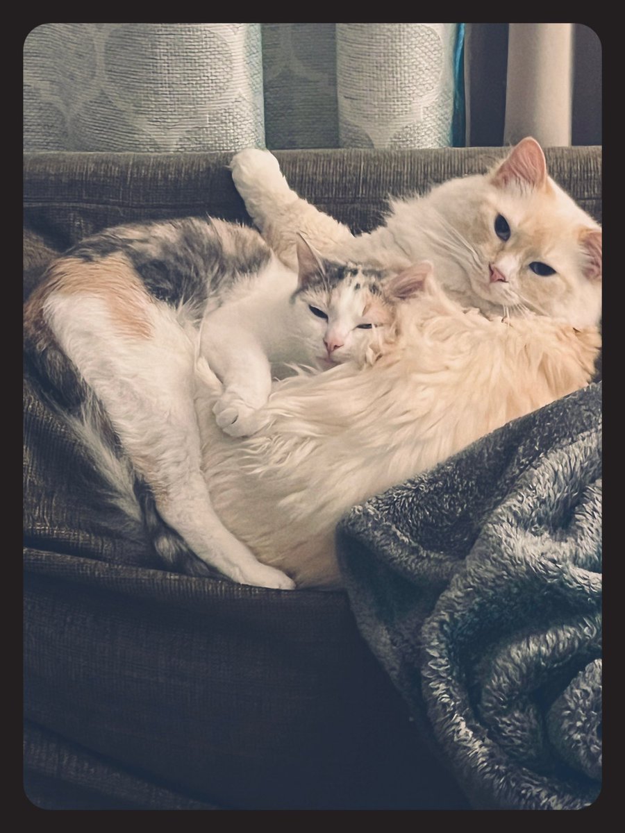 still searching for a new job. but it’s been really nice spending extra time with my girls. 

#cats #catdad