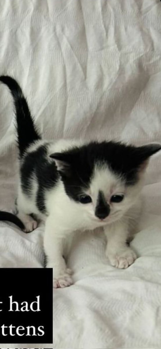_dearhead_'s tweet photo. Meet Mochi. Newest edition to the family 👪 https://t.co/JczTW0KqED