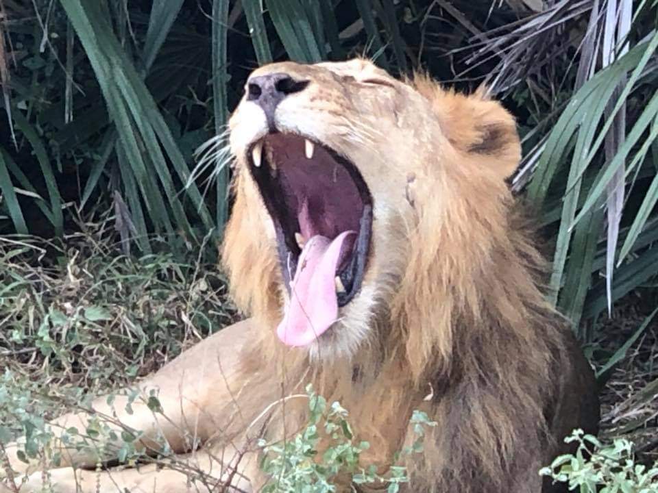 A roaring morning

#lion #tanzania #safari #Africa
#wild #trip #BUCKETLIST #Travel #TravelInspiration
