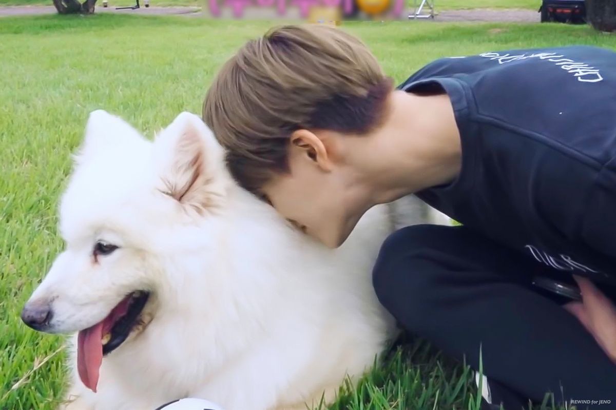 Jeno with samoyed 🫳🏻