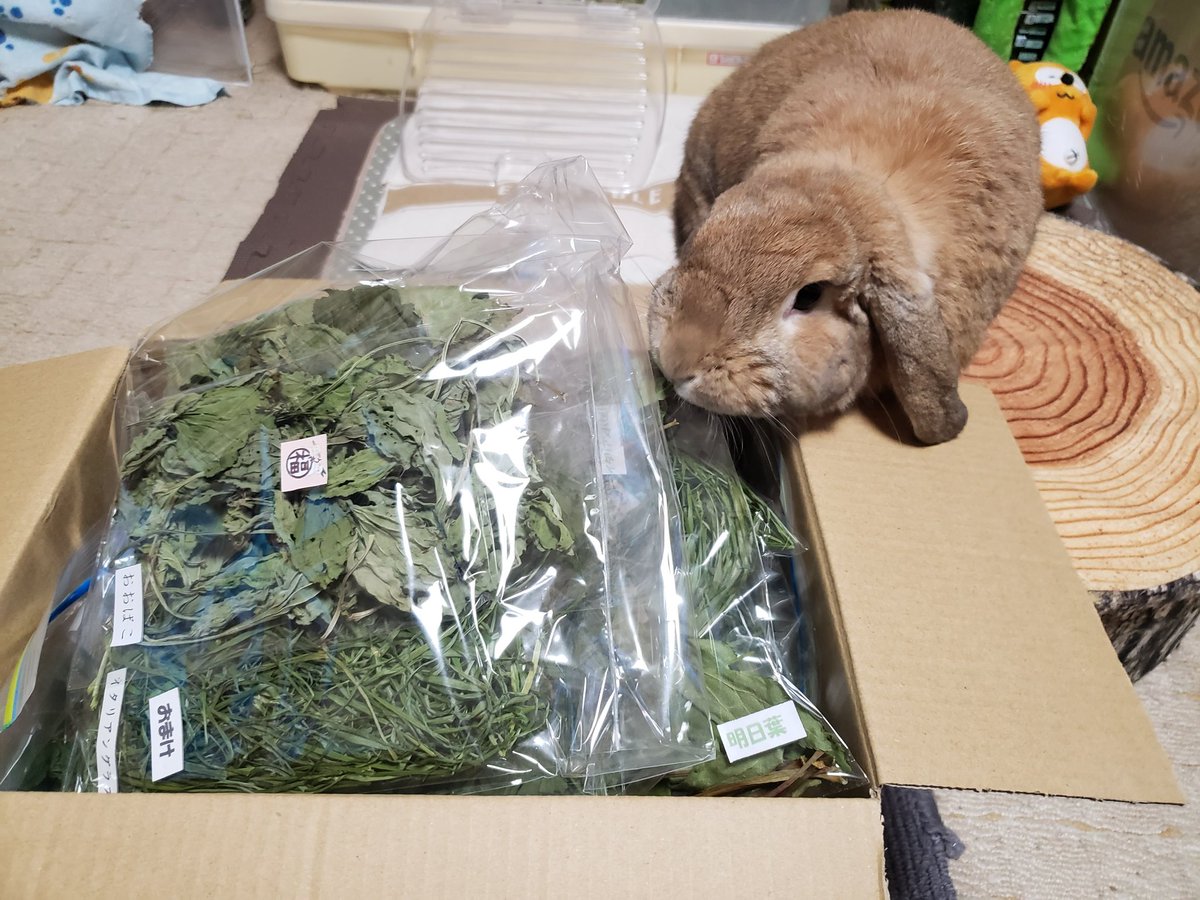 うさ福食堂さん(<a href="/usafukusyokudou/">うさ福食堂*´ㅅ`)</a>)からおやつが届いたわよ~🐰