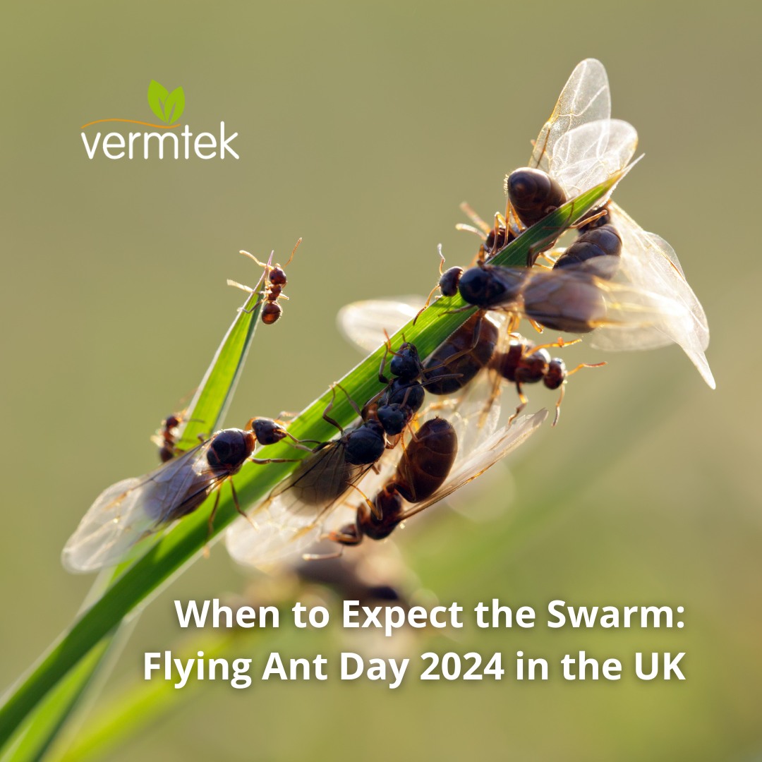 vermtek's tweet photo. Every summer, Black Garden ants and Yellow Meadow ants take to the skies for their nuptial flight, a crucial event for colony propagation. 

Predictions for 2024 suggest peak activity between July 14th and 21st.

Read more here: https://t.co/PNkSJ7ACfW

#Vermtek #Ants https://t.co/tXmiWZoN2k