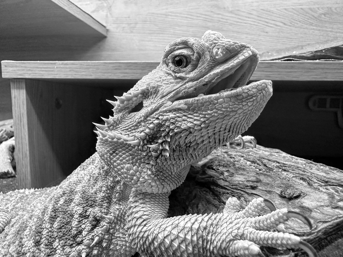 MissyTheDragon's tweet photo. Goodnight Missy.  You were the best dragon.  Thank you for a thousand smiles.  😭 https://t.co/6igZB52xHr