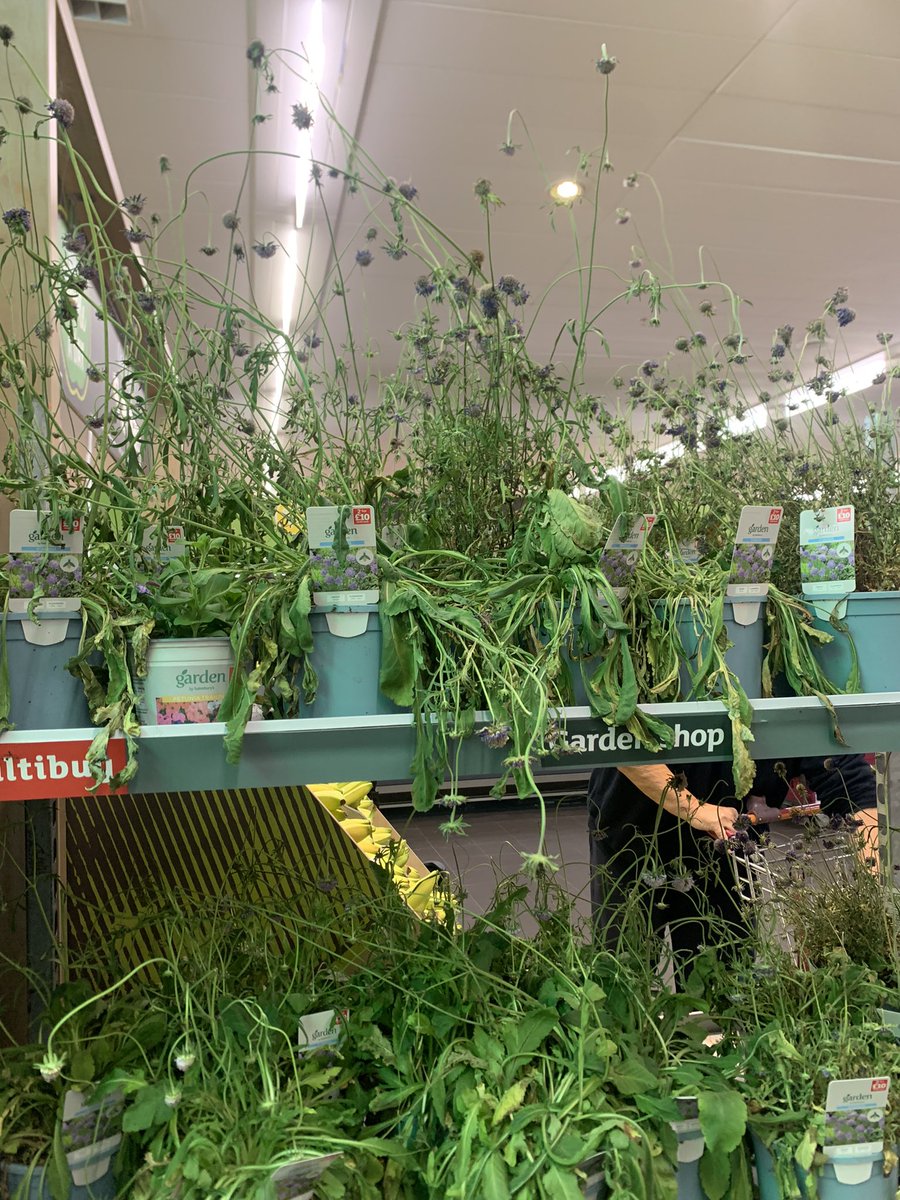 Sarah Merry tweet media