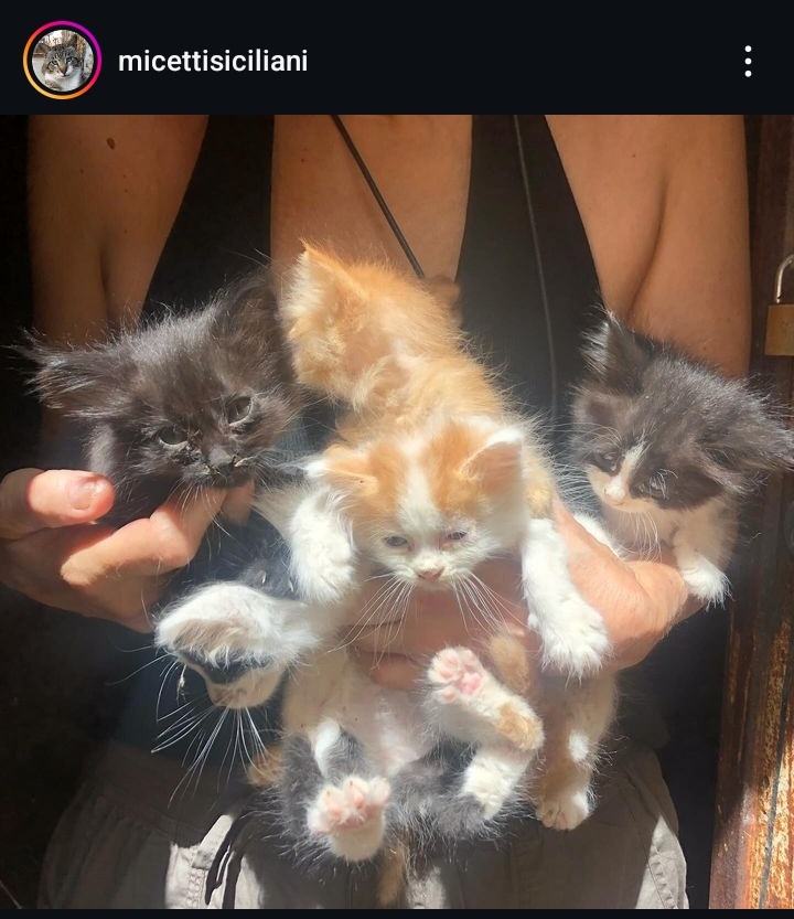 milamentooo's tweet photo. Una mia amica insieme ad altre volontarie hanno creato una pagina instagram per aiutare i gattini randagi della provincia di Caltanissetta 🙏 si chiama micettisiciliani su instagram ❤️‍🩹 
Pls repost diamo una nuova vita a questi gatti 😭 https://t.co/hAUjn9iOMS