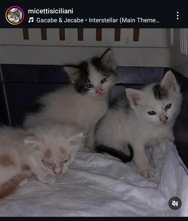 milamentooo's tweet photo. Una mia amica insieme ad altre volontarie hanno creato una pagina instagram per aiutare i gattini randagi della provincia di Caltanissetta 🙏 si chiama micettisiciliani su instagram ❤️‍🩹 
Pls repost diamo una nuova vita a questi gatti 😭 https://t.co/hAUjn9iOMS