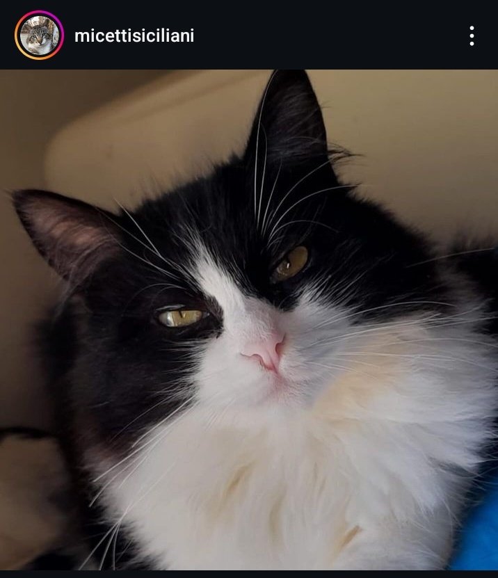 milamentooo's tweet photo. Una mia amica insieme ad altre volontarie hanno creato una pagina instagram per aiutare i gattini randagi della provincia di Caltanissetta 🙏 si chiama micettisiciliani su instagram ❤️‍🩹 
Pls repost diamo una nuova vita a questi gatti 😭 https://t.co/hAUjn9iOMS