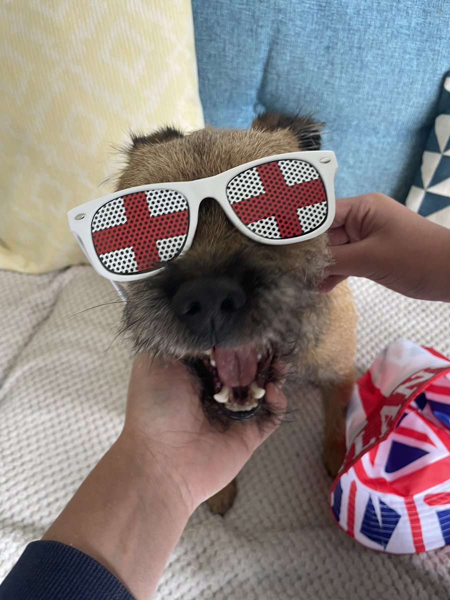 Reggie the Border Terrier tweet media