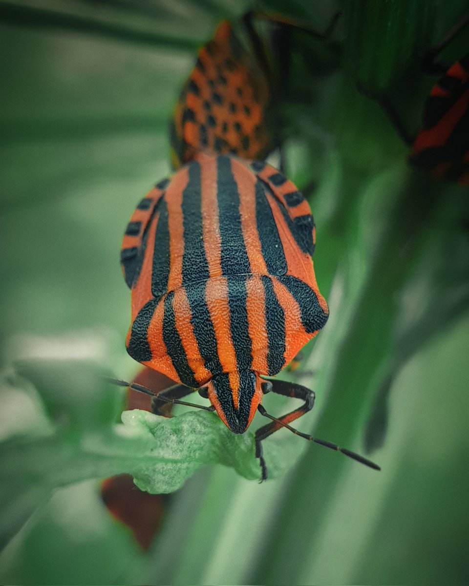 dicdocphoto's tweet photo. Graphosoma lineatum
Series: Macro and animals
Photo: Dmitriy Grebnev, 2024
#dicdoc #dicdocphoto #grebnev #photo #imp #macro #Graphosomalineatum #Graphosoma #macrophotо #photography https://t.co/JQ7EppCpED