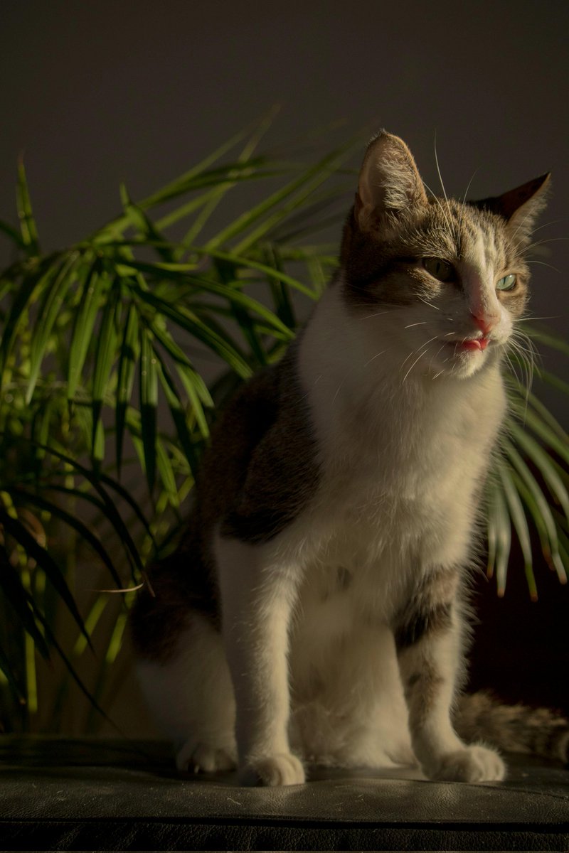 Cats4Dogs's tweet photo. https://t.co/XRkioB1Aqx
