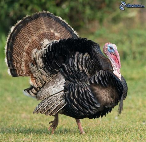 Vet inte vem som kan bestämma det här, men nu när vi är med i NATO kan väl fågeln också byta namn till Türkiye på engelska?