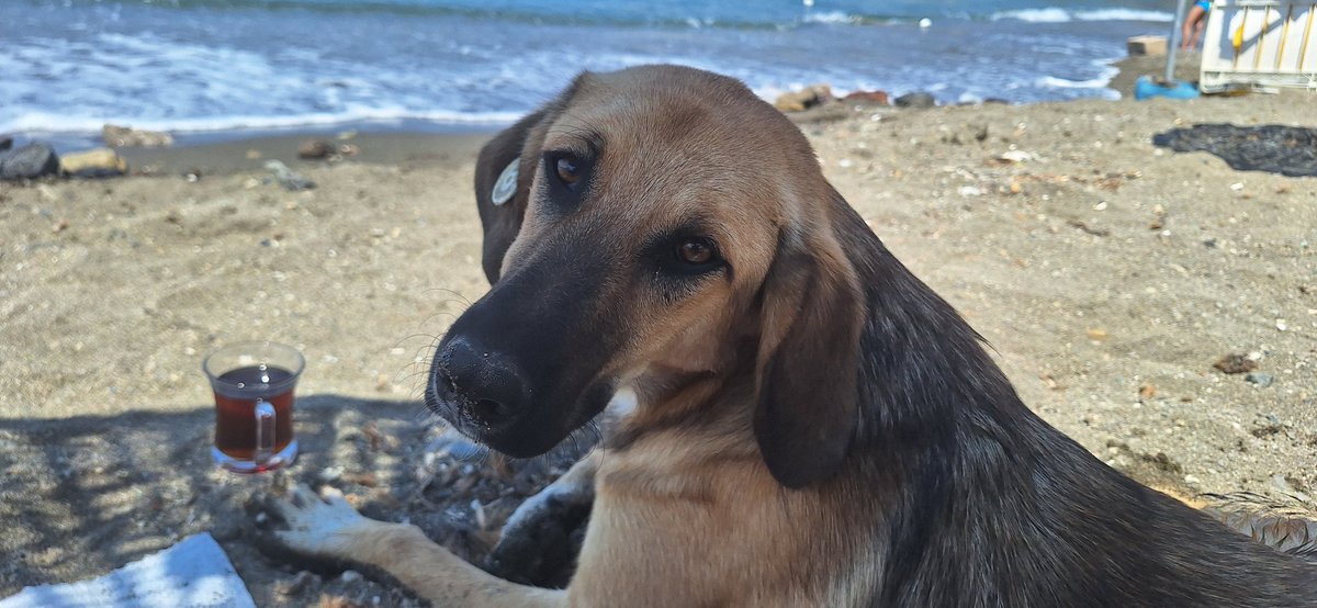 Buyrun bana mı bakmıştınız?